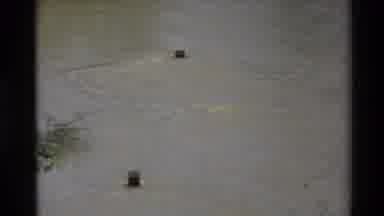 Sacramento California USA (1982): A Swamp That Engulfed That Was Known As Humane