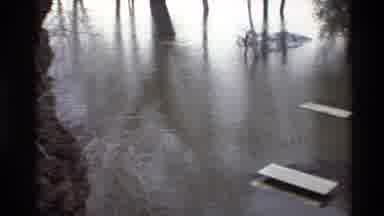 Sacramento California USA (1982): Muddy Waters Trees Are Underwater Roots And