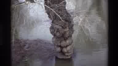 Sacramento California USA (1982): Floodwaters Inundating An Area With Trees And A
