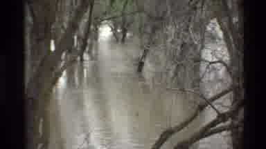 Sacramento California USA (1982): Flooded Avenue Of Trees In The Woods And