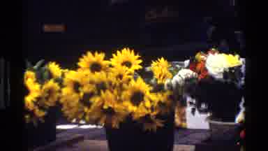 Denmark (1983): The Beautiful Sunflowers And The Life Of The People In The City