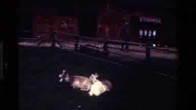 Denmark (1983): Goats Eating Grass In A Paddock Of An English Farm Yard On A