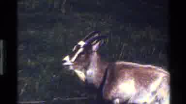Denmark (1983): Goats Sitting In Field EatingPigeons Eating On Cobblestone Street