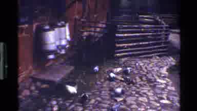 Denmark (1983): A Pig Behind Fences And Then Pigeons Feeding Themselves In A Farm