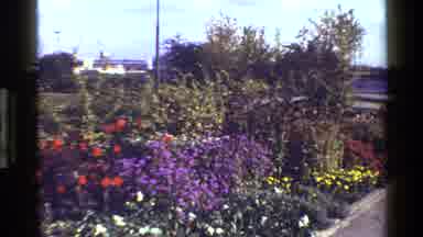 Denmark (1983): Footage Of A Flowerbed With Yellow Purple Red And White Flowers