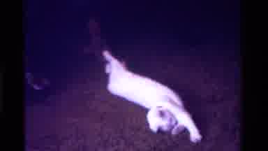California USA (1975): White Cat Stretching On The Floor Before Being Tickled By