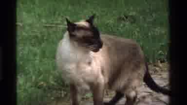 California USA (1975): A Cute Siamese Cat Silently Smelling The Air Around And
