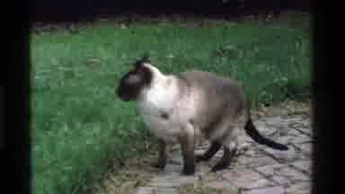 California USA (1975): Wild Cat In Yard Looking At Surrounding Area With Baby