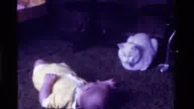California USA (1975): White Cat Sat Watching A Baby Lying On Its Back Play With