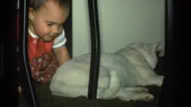 California USA (1977): Cute Baby Plays With Stark Furry Cat With Hilarious Results