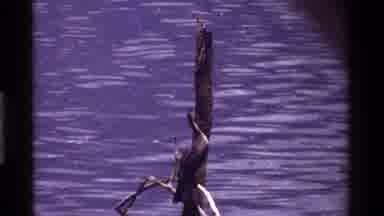 Kenya (1983): Birds Sitting On A Log And Flying Around The Water