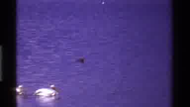 Kenya (1983): Older Video Of A Lake And Driving Through The Forest