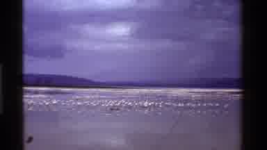 Kenya (1983): Flat Beach With Seagulls Flying And Landing