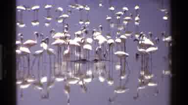 Kenya (1983): Flamingos In Lake Bed