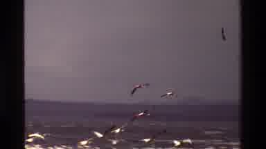 Kenya (1983): Birds Flying Over Marsh Video Recorded By A Moving Vehicle