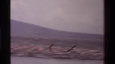 Kenya (1983): Birds Flying Freely Near A Marsh Joining Other Birds Nearby The
