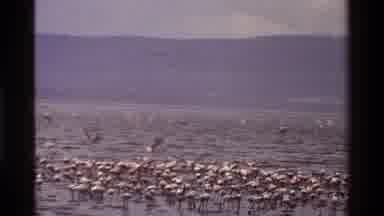 Kenya (1983): Flock Of Flamingos Flying Over And Wading In Body Of Water On Cloudy