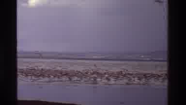 Kenya (1983): Hundreds Of Birds On The Beach With Some Wading And Some Flying