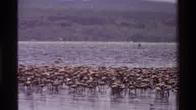 Kenya (1983): Birds Flying Happily In Forest And Many Ducks In Water