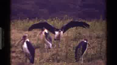 KENYA-1983: Group Of Marabou Storks In Grass With One Spreading Wings