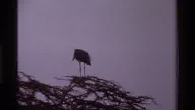 Kenya (1983): Birds Interacting In Their Habitat