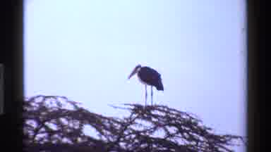 KENYA-1983: Stork Spreads Wings in Field, Perches on Tree