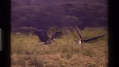 Kenya (1983): Nature Birds Eating Savage Wild Ground Showing Scary Hunting