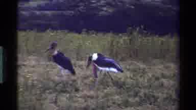 Kenya (1983): Birds In The Wild