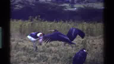 Kenya (1983): Two Birds Likely Pelicans Fighting With One Another With Wings