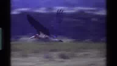 Kenya (1983): Large Bird Of Prey Flies And Sails Low To Ground As Younger Birds