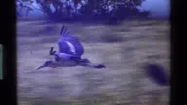 Kenya (1983): Duck Flying South For Winter