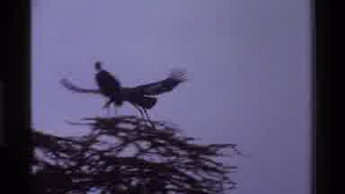 KENYA-1983: Birds Flying To A Tree With Other Birds Already There