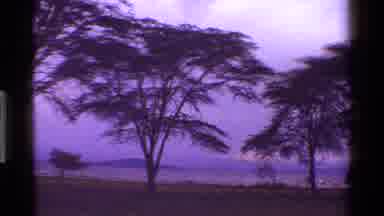 Kenya (1983): White Egret Walks Towards A Shoreline With Waves And Large Trees