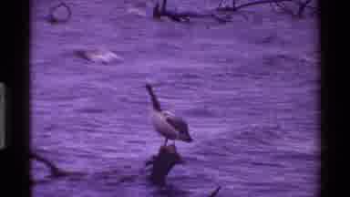 Kenya (1983): Ducks And Various Birds On The Shoreline Enjoying The Water