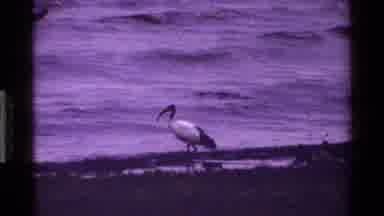KENYA-1983: White Ibises Foraging On Beach In Vintage 8mm Footage