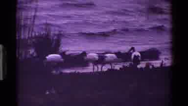 Kenya (1983): Wild Birds By The Beach And Enjoying Themselves
