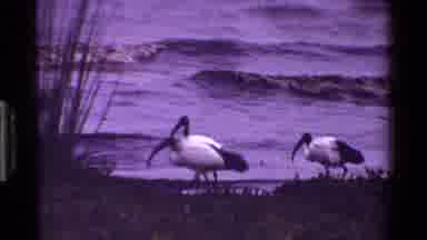 Kenya (1983): Ducks Hanging Out On Land And In The Water