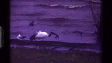 KENYA-1983: White Ibises Foraging on the Seashore with Purple-Tinted Waves
