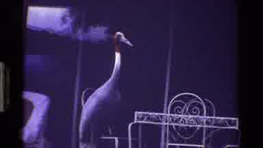 Kenya (1983): A Big Seagull Is Standing On The Bank Of A Pond