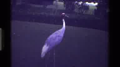 Kenya (1983): A Crane Bird In The Middle Of A Yard