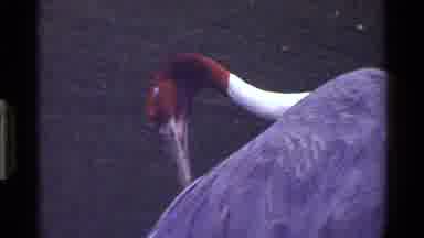 KENYA-1983: A Crane Preens Its Feathers Against a Distant Mountain Landscape