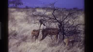 Kenya (1983): Hoofed Animals Eat From Dry Tree And Bush