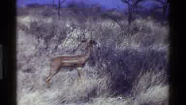 Kenya (1983): Three Wild Deers Out In The Wild Eating Off A Tree