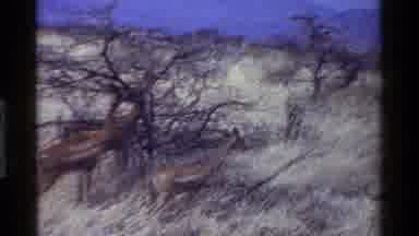 Kenya (1983): Animals On A South African Safari