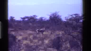 KENYA-1983: Deer Roaming Through Savanna