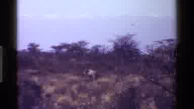 Kenya (1983): Trees Grass Desert Animal Walking Blending In Nature Brown Dry