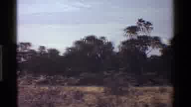 Kenya (1983): Forest View With Tall Trees And Two Giraffe Walk By