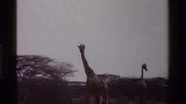 KENYA-1983: Two Giraffes In Savanna Habitat With Acacia Trees And Distant Hills