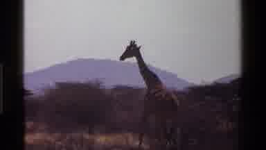Kenya (1983): Giraffe Walking Across Field And Away From Camera Mountain In