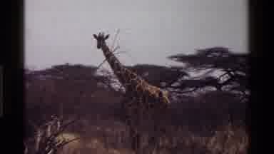 Kenya (1983): Wild Giraffe As Seen On African Plane Surrounded By Trees During Day